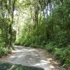 Track out of the Vinegar Hill picnic site