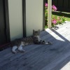 Tabby visitor
