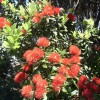 pohutukawa1