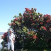 pohutukawa2
