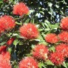 pohutukawa3